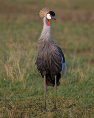 Gray Crowned Crane, Masai Mara, Kenya