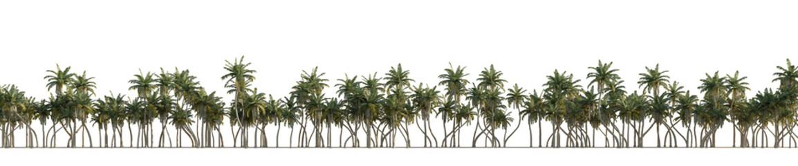 Fototapeta na wymiar isolated coconut tree, best use for image background