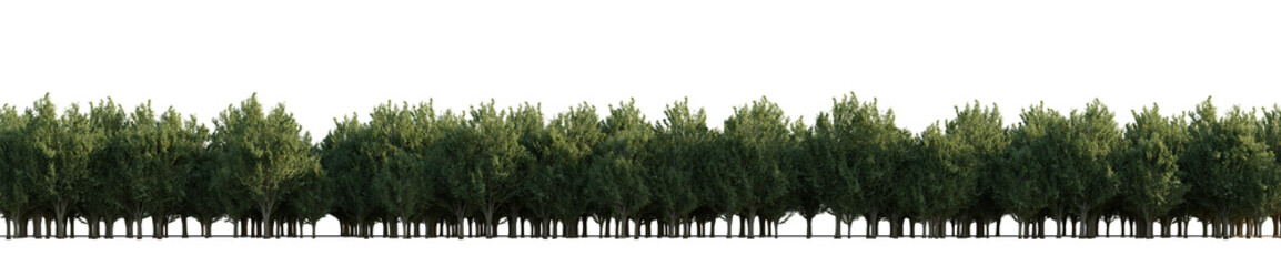 isolated deciduous ulmus minor tree, best use for background image