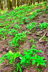 西丹沢の明神山　森の緑　フタリシズカ
