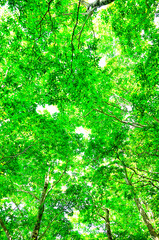 西丹沢の明神山　新緑の森
