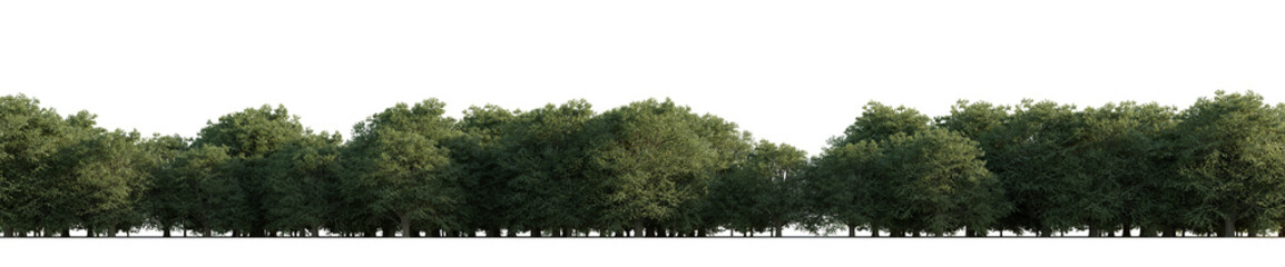 isolated deciduous tree tilia europaea, best use for image background.