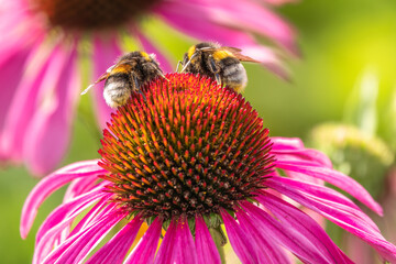 A closeup shot of a bee collecting pollen on a purple echinacea flower