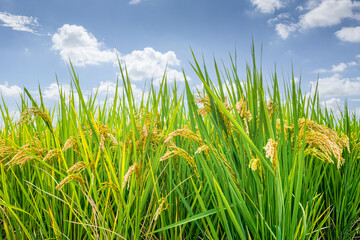 Rice growing and ripening landscape in farmland