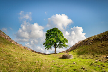 The famous sycamore tree in a dip beside Hadrian's Wall in Northumberland, seen in May 2011. It was felled in September 2023 in an act of vandalism.