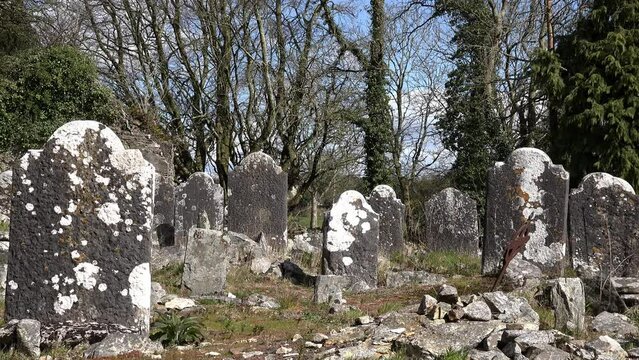old Irish Famine graveyard very old headstones on a April day