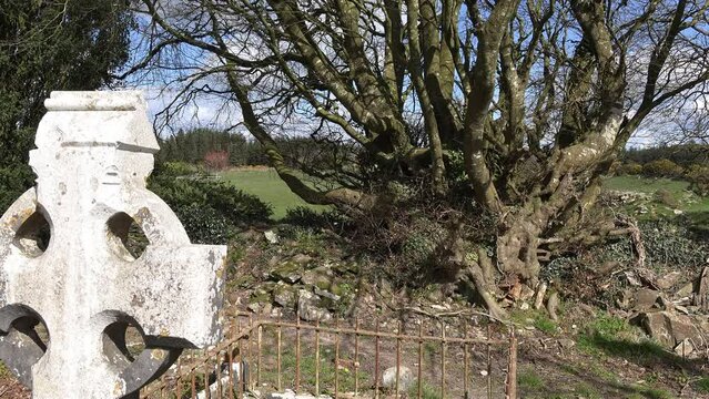 Old Irish graveyard ancient stone cross and very old tree on a spring morning,