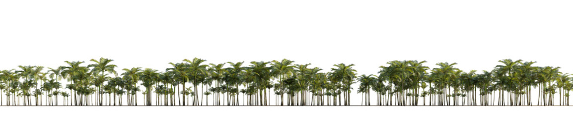 isolated palm areca catechu, best use for background image.