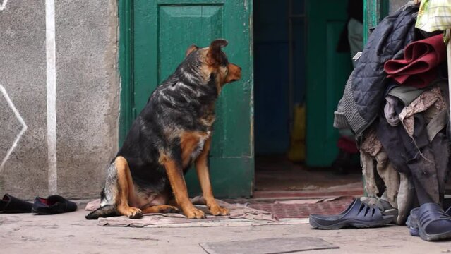 Dogs are following their master outdoors in a Ukrainian village in summer.
