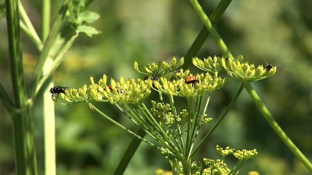 A close-up shot of herbs with flies, ladybugs, and other bugs on them.