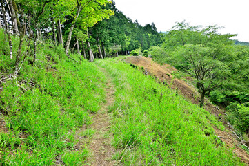 西丹沢の白クラノ頭　湯船山稜コースの縦走路
