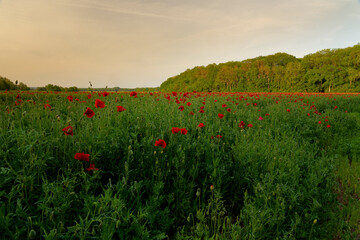  Mohnfelder im Abendlicht