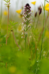Brand-Knabenkraut, Neotinea ustulata, Brandknabenkraut
