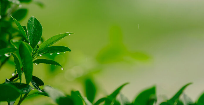 Nature, leaves, rain and water drops. Clean energy. Green business that uses renewable energy. Environmental sustainability and carbon reduction World Day. Sustainable climate images.ESG.