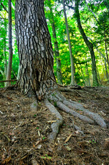 道志山塊の赤鞍ヶ岳　赤鞍ヶ岳・大栗コース　アカマツの横を通る登山道
