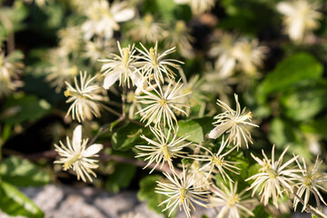 Petals of blooming plant in autumn