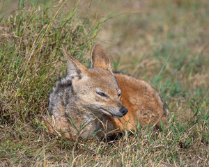 Black-backed Jackal, Masai Mara, Kenya