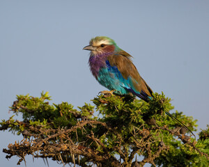 Lila Breasted Roller, Masai Mara, Kenya