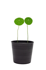 Stephania erecta, a close up of green round leaf of Thailand tropical forests vine plant in small flowerpot isolated on white background.