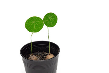 Stephania erecta, a close up of green round leaf of Thailand tropical forests vine plant in small flowerpot isolated on white background.