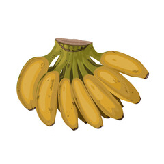 Vector illustration, a comb of ripe saba banana, scientific name Musa acuminata balbisiana, isolated on white background. © Arif_Vector