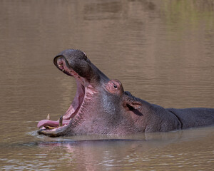 Hippo yawn, Masai Mara, Kenya