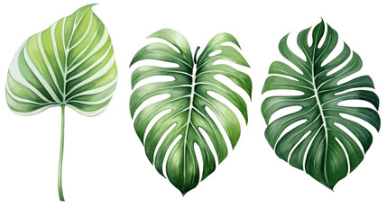 Exotic plants, palm leaves, monstera on an isolated transparent white background, watercolor vector illustration