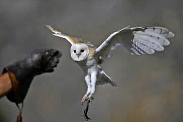 Schleiereule (Tyto alba) landet auf dem Handschuh eines Falkners // Barn owl lands on falconer's...