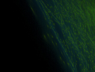 Imaginatory fractal abstract background Image