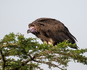 Lappet-faced Vulture, Masai Mara, Kenya