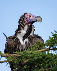 Lappet-faced Vulture, Masai Mara, Kenya