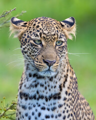 Leopard, Masai Mara, Kenya