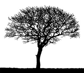 Black and white vector image of a small tree silhouette.