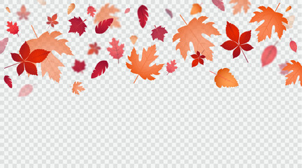 Bright autumn foliage isolated on transparent background.