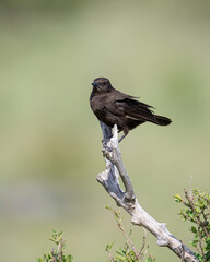 Northern Anteater Chat, Masai Mara, Kenya