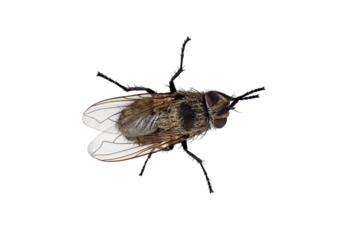 Foto op Plexiglas insect fly, macro, isolated on a white background © Елена Челышева