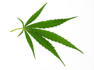 green shoots of an adult marijuana plant, an agricultural crop for making hemp ropes, isolated on a white background