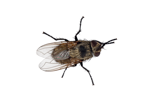 insect fly, macro, isolated on a white background