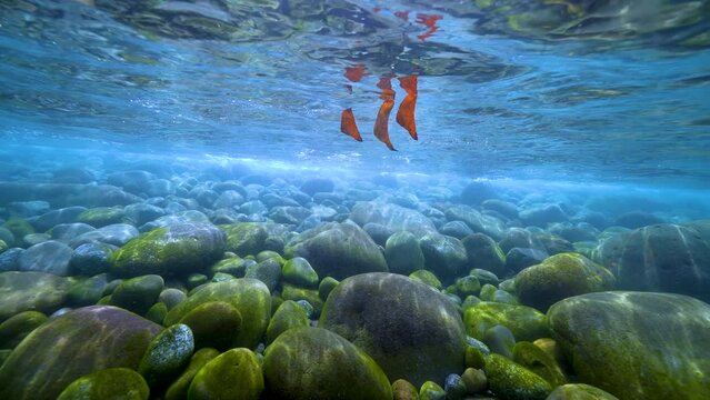 ナンヨウツバメウオ幼魚3匹_西伊豆・井田_2022.9.17.