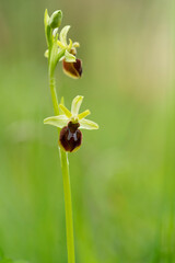 Kleine Spinnenragwurz, Ophrys araneola