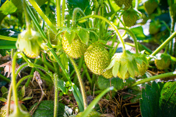 Green unripe strawberries grow on a plantation close-up