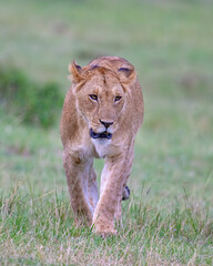 Lioness, Masai Mara, Kenya