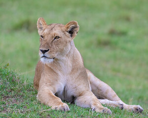 Lioness, Masai Mara, Kenya