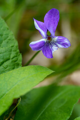 Hohes Veilchen, Viola elatior