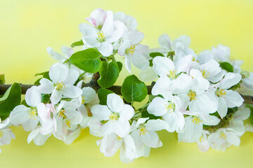A beautiful sprig of an apple tree with white flowers against a yellow background. Blossoming branch. Spring still life. Place for text. Concept of spring or mom day