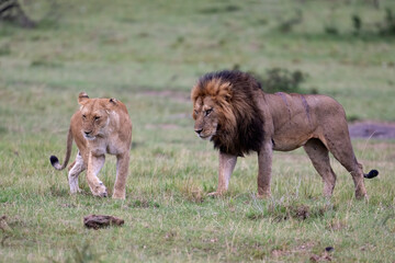 Pair of Lions, Masai Mara, Kenya