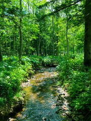 Beautiful summer landscape with a small stream in the green forest.