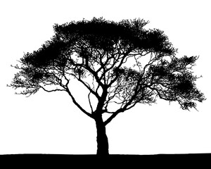 Black and white vector silhouette of an African acacia tree.