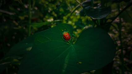 Aspidimorpha miliaris beetle on a green leaf 
