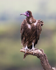 Hooded Vulture, Masai Mara, Kenya